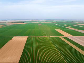 Aerial view of a wheat field.