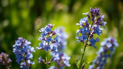 Delicate flax blue flowers bloom in full with soft focus and natural sunlight.
