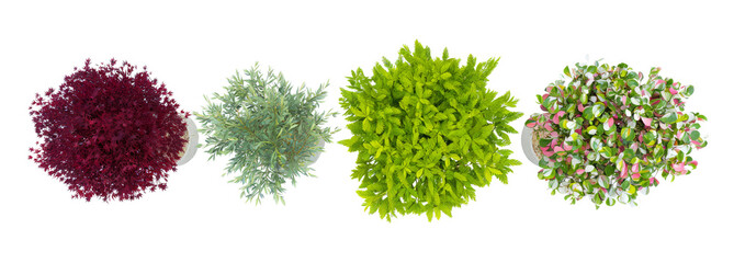 Assorted Colorful Bushes, Garden Plants, Ornamental Shrubs, Landscape Design Elements, Architecture Layout, Top View Isolated Cutout on Transparent Background