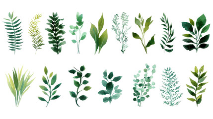  Collection of green plants on a white background. Elements for design