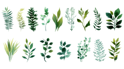  Collection of green plants on a white background. Elements for design