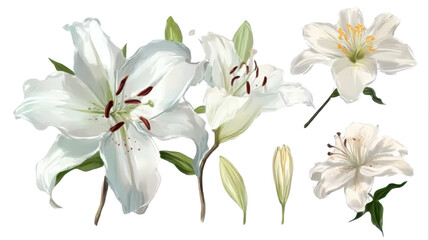 Fototapeta premium white lilies, branches with flowers and leaves on a white background