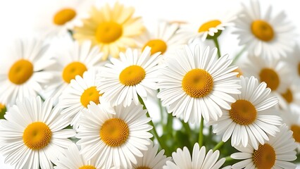 Obraz premium A delicate arrangement of fresh daisies basks in soft daylight against a white backdrop.