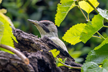 European Green Woodpecker Picus viridis common in European woodlands and parks
