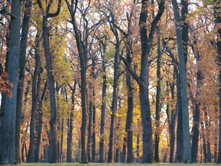 A tranquil forest scene featuring numerous tall trees with leaves in various shades of gold and brown, illuminated by soft light, evoking the beauty of autumn.