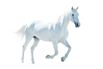 White horse standing sideways isolated on transparent background