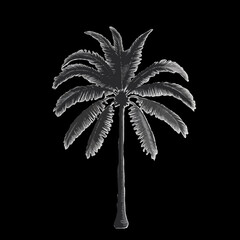 black palm tree