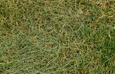 the texture of the grass