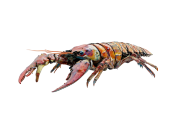 Freshwater lobster crawling sideways isolated on transparent background