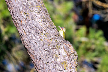 European Green Woodpecker Picus viridis common in European woodlands and parks
