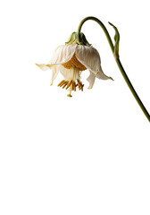 Obraz premium An elegantly wilted flower with curled, faded petals and drooping stem, prominent anthers, golden pollen shedding onto a seamless transparent studio background, concept of natural decay and life cycle