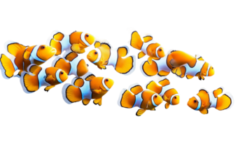 Shoal of clownfish swimming together isolated on transparent background