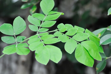 Rain tree or Samanea saman, LEGUMINOSAE MIMOSOIDEAE or small Rain Tree