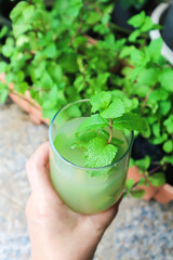 Mojito or cocktail ,mocktail or lime juice or lemon juice, lemon soda or tonic or soda and peppermint leaf