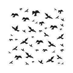 Shilhouette Of Flying Birds