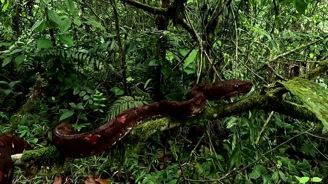 Close up of a boa in the tropical forest of Ecuador, nature background