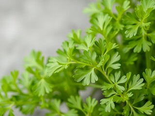 Fresh Cilantro Leaves Against White Background