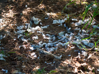 the plucked feathers of a wood pigeon on the forest floor at a summer day