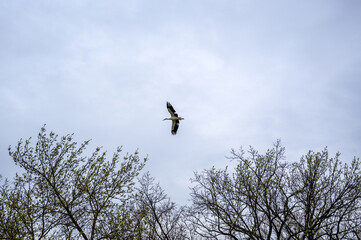Bird in Flight Against a Pale Sky