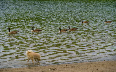 Group of Canada geese swims on a lake past a dog on the shore