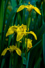 Yellow flowers of blooming iris on green background
