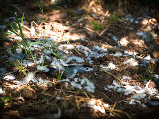 the plucked feathers of a wood pigeon on the forest floor at a summer day