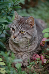 Close-up of a beautiful gray striped cat lying among the greenery and plants in the garden. The animal is observing the world around it.