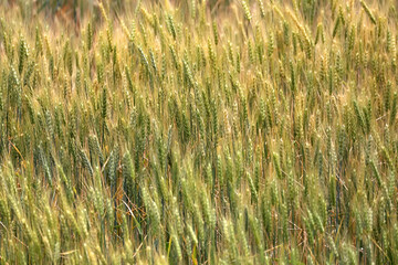 Wheat in Farmland in Washington State