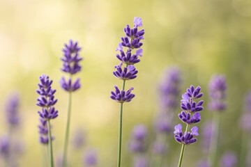 Naklejka premium Close-up of lavender flowers showcasing their intricate petals and color