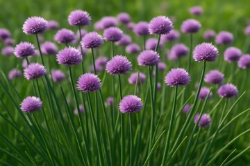 Obraz premium Green onions displaying violet blossoms