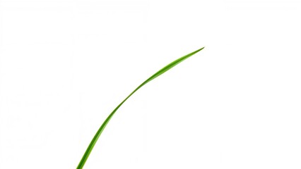 Isolated green grass against a white background, side perspective.