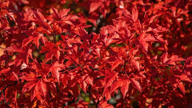 Leaves of the 'Wildfire' black tupelo tree (Nyssa sylvatica 'Wildfire')