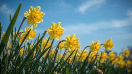 Obraz premium Sunlit yellow daffodils perform a cheerful dance, imbuing the atmosphere with positivity and delight