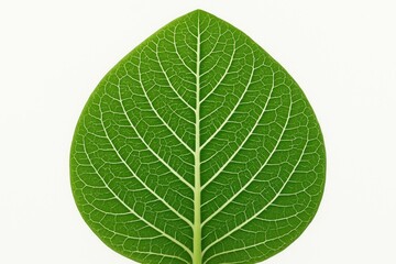 Obraz premium Leaf with a distinct white midrib in the vein structure.