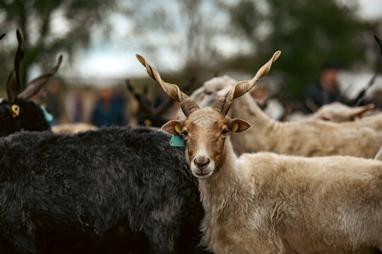 Hortob&aacute;gyi Racka Sheep Close Up
