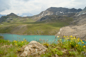 Swiss Alps mountain panorama in Val d&rsquo;Anniviers, Wallis, Switzerland. Fresh alpine flowers in the foreground with a mountain range in the background, captured in summer on a high altitude