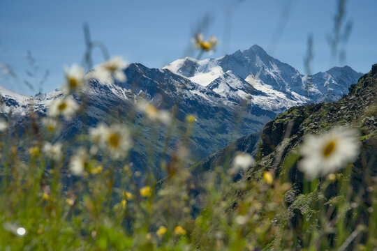 Swiss Alps mountain panorama in Val d&rsquo;Anniviers, Wallis, Switzerland. Fresh alpine flowers in the foreground with a mountain range in the background, captured in summer on a high altitude