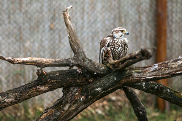 White and Brown Speckled Falcon Perched on Weathered Tree Branch