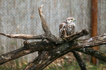 Brown and White Hawk Perched on Weathered Branch