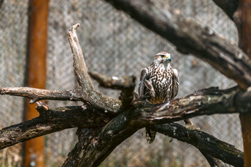 White and Brown Hawk Perched on Weathered Branch