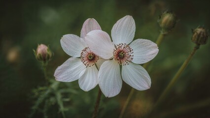 Two intertwined wild anemones in a gentle hug. Soft focus macro shot of delicate pink and white blossoms. Close-up view of a duo of fragile wild blooms.