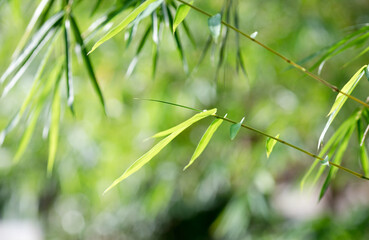 Naklejka premium The green bamboo leaves under the brilliant sunshine in the park