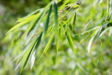 The green bamboo leaves under the brilliant sunshine in the park