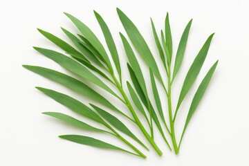 Obraz premium White background featuring tarragon leaves