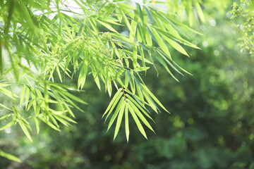 The green bamboo leaves under the brilliant sunshine in the park