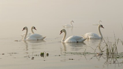 Graceful White Swans Amidst Early