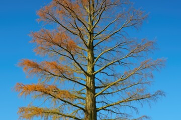 Obraz premium Cypress twigs covered in snow under a clear winter sky