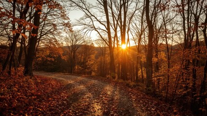 Fototapeta premium Evening glow over a woodland in fall with scattered leaves and winding path
