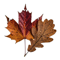 Obraz premium Decaying maple and oak leaves, detailed venation, water droplets, partially overlapping on solid transparent, top-down, shadowless UHD macro photo, concept of natural decay and pristine clarity