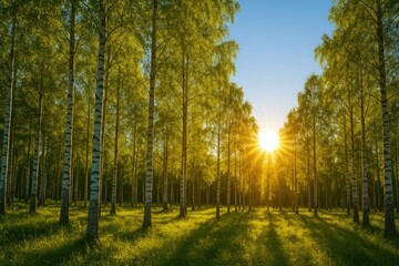 Obraz premium Evening glow in a forest of birch trees under a bright blue sky.